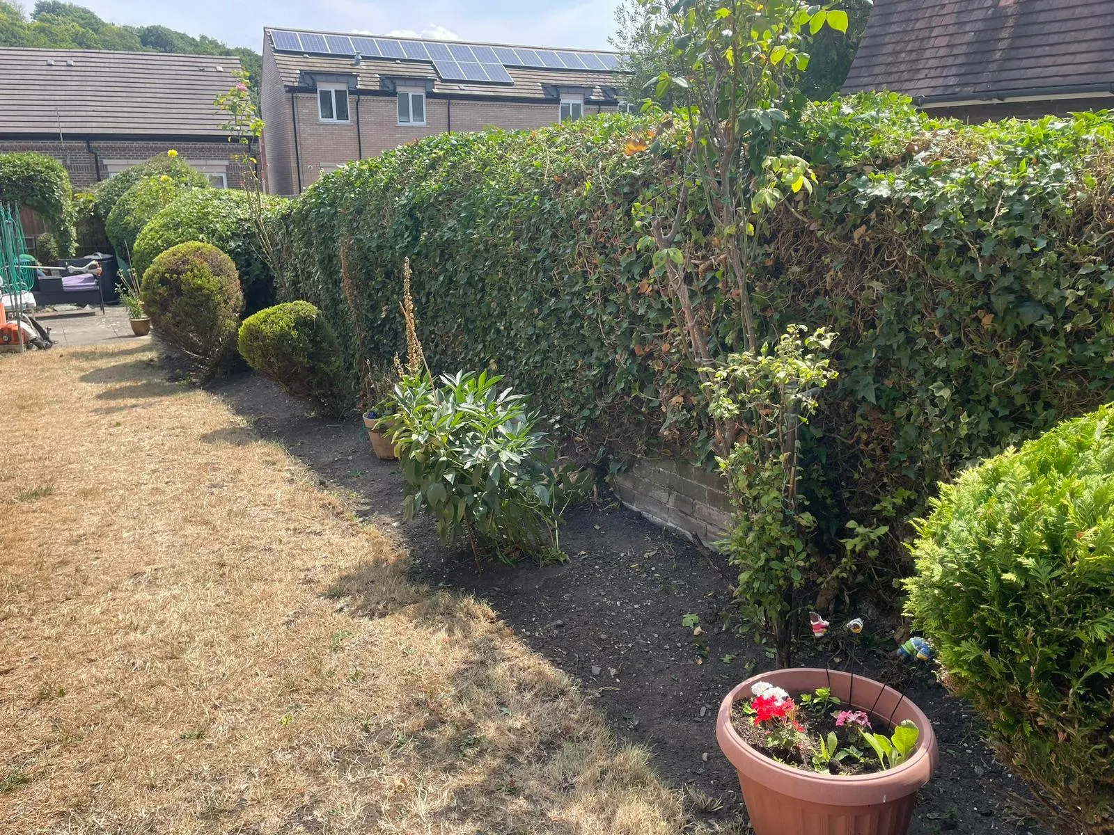 Hedge Trimming Services in Luton