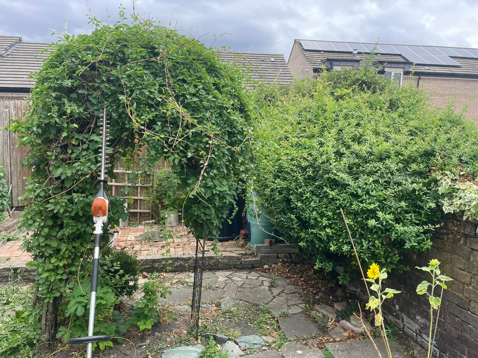 Hedge Trimming Services in Luton