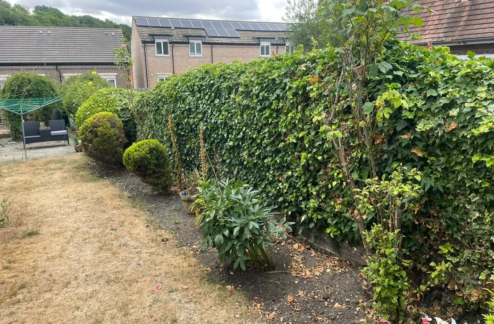 Hedge Trimming Services in Luton