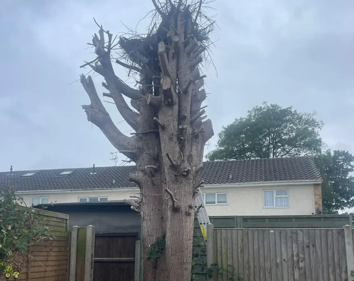 Tree Trimming & Removal Services in Luton