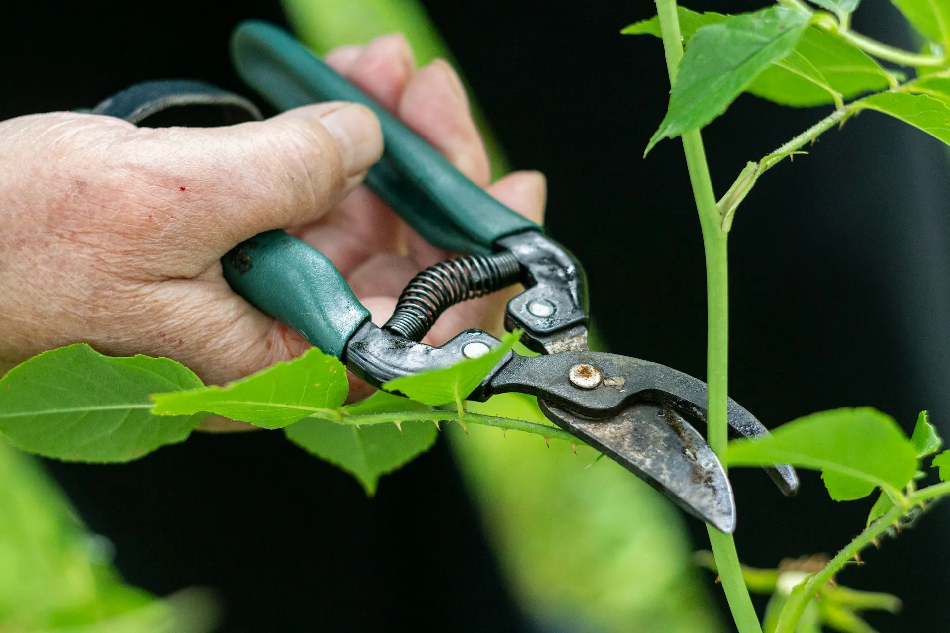 Expert Garden Pruning Services in Luton