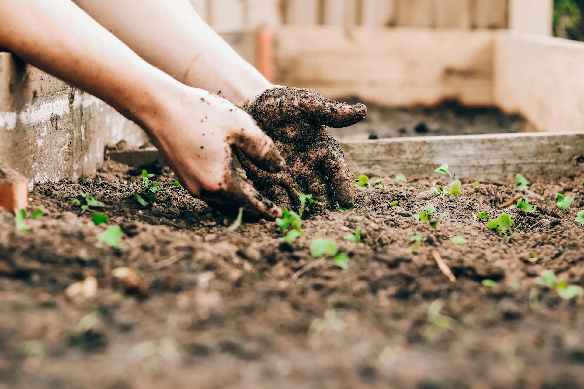 Professional Planting Services in Luton