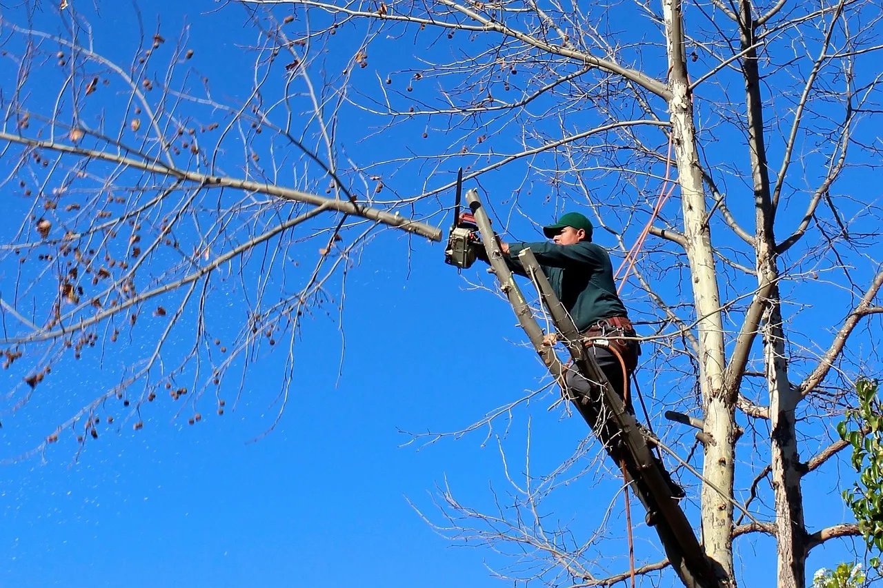 Tree Trimming & Removal